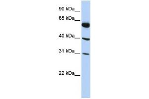 Western Blotting (WB) image for anti-LysM, Putative Peptidoglycan-Binding, Domain Containing 4 (LYSMD4) antibody (ABIN2459611) (LYSMD4 antibody)