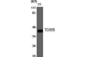 Western Blotting (WB) image for anti-Oxoeicosanoid Receptor 1 (OXER1) (Internal Region) antibody (ABIN3177694) (OXER1 antibody  (Internal Region))