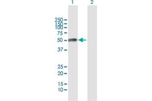 ESAM antibody  (AA 1-390)