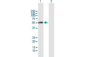 Western Blot analysis of ESAM expression in transfected 293T cell line by ESAM MaxPab polyclonal antibody.