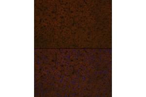 Immunofluorescence analysis of rat liver using Apolipoprotein C3 Rabbit mAb (ABIN7265640) at dilution of 1:100 (40x lens). (APOC3 antibody)