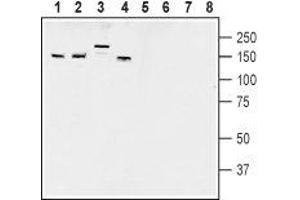 Western blot analysis of rat brain membranes (lanes 1 and 5), mouse brain membranes (lanes 2 and 6), rat dorsal root ganglion lysates (lanes 3 and 7) and mouse lung lysates (lanes 4 and 8): - 1-4. (AKAP5 antibody  (Intracellular))
