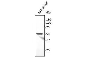 Anti-Rab35 Ab at 1/1,000 dilution, 293HEK transfected with GFP-Rab35 , lysates at 100 µg per Iane, to goat lgG (HRP) at 1/10,000 dilution, (RAB35 antibody  (C-Term))