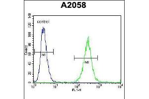 Flow cytometric analysis of A2058 cells (right histogram) compared to a negative control cell (left histogram). (GAB4 antibody  (N-Term))