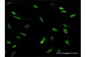Immunofluorescence of purified MaxPab antibody to MLLT1 on HeLa cell. (MLLT1 antibody  (AA 1-559))