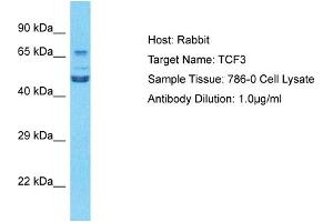 Host: Rabbit Target Name: TCF3 Sample Type: 786-0 Whole Cell lysates Antibody Dilution: 1. (TCF3 antibody  (N-Term))
