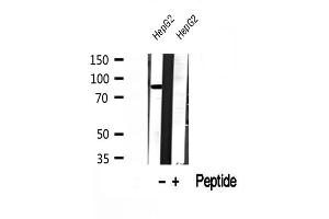 Western blot analysis of extracts of HepG2 cells, using DDX21 antibody. (DDX21 antibody  (Internal Region))