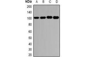 Western blot analysis of GLUR3 expression in U251 (A), PC3 (B), mouse brain (C), mouse lung (D) whole cell lysates.