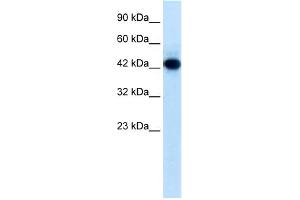 WB Suggested Anti-RNF135 Antibody Titration:  0. (RNF135 antibody  (Middle Region))