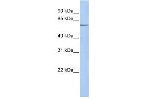 WB Suggested Anti-KCNK10 Antibody Titration:  0. (KCNK10 antibody  (N-Term))