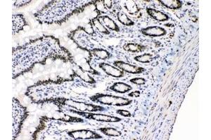 IHC testing of FFPE rat intestine with E2F4 antibody at 1ug/ml. (E2F4 antibody  (AA 106-144))