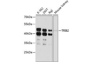 Western blot analysis of extracts of various cell lines, using TRIB2 antibody (ABIN6129152, ABIN6149496, ABIN6149497 and ABIN6215354) at 1:3000 dilution. (TRIB2 antibody  (AA 1-120))