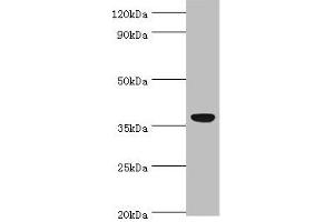 Western blot All lanes: CD5L antibody at 3 μg/mL + A431 whole cell lysate Secondary Goat polyclonal to rabbit IgG at 1/10000 dilution Predicted band size: 38 kDa Observed band size: 38 kDa (CD5L antibody  (AA 20-347))