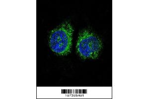 Confocal immunofluorescent analysis of NURR1 (NR4A2) Antibody with Hela cell followed by Alexa Fluor 488-conjugated goat anti-rabbit lgG (green). (NR4A2 antibody  (N-Term))