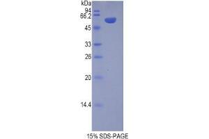 SDS-PAGE analysis of Pig Chromogranin B Protein. (CHGB Protein)
