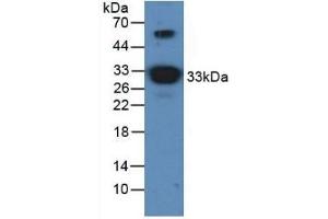 Western Blotting (WB) image for anti-Apolipoprotein A-I (APOA1) antibody (ABIN7429148)
