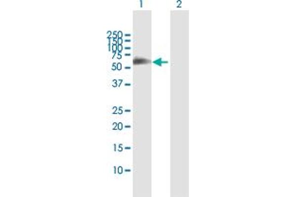 FSD1 anticorps  (AA 1-496)