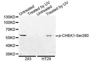 Western blot analysis of extracts from HepG2 cells using Phospho-CHEK1-S280 antibody. (CHEK1 antibody  (pSer280))