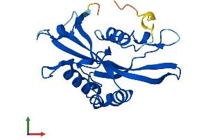 AlphaFold protein structure predicition of Human Recombinant NUDT16 Protein, UniprotID Q96DE0 (NUDT16 Protein (AA 1-195) (His tag))
