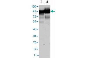 Western blot analysis using CD44 monoclonal antibody, clone 8E2F3  against HeLa (1) and HUVE-12(2) cell lysate.