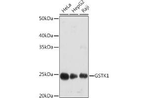 Western blot analysis of extracts of various cell lines, using GSTK1 Rabbit mAb (ABIN7267442) at 1:1000 dilution. (GSTK1 antibody)