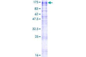 Transmembrane Protein 63A (TMEM63A) (AA 1-807) protein (GST tag)