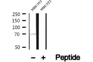 Western blot analysis of extracts of NIH/3T3 cells, using PCCA antibody. (PCCA antibody  (C-Term))
