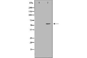 Western blot analysis of extracts of HEK-293, using PSAP antibody. (Prosaposin antibody  (Internal Region))