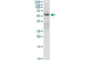 ALDH4A1 MaxPab polyclonal antibody. (ALDH4A1 antibody  (AA 1-563))