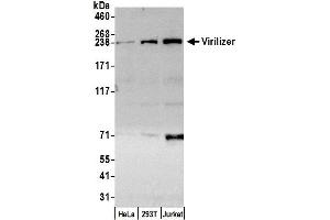 anti-Virilizer (AA 1760-1810) antibody