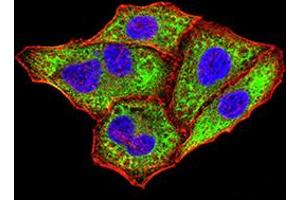 Immunofluorescence analysis of Hela cells using IghA1 mouse mAb (green). (IGHA1 antibody  (AA 207-353))