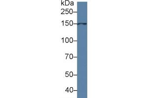 Anoctamin 6 antibody  (AA 744-824)