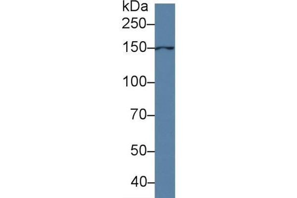 Anoctamin 6 antibody  (AA 744-824)