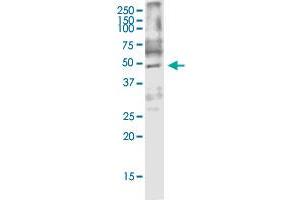 ARMCX3 monoclonal antibody (M01), clone 2G3. (ARMCX3 antibody  (AA 278-379))