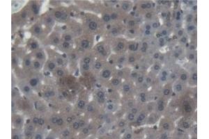 Detection of CTSF in Mouse Liver Tissue using Polyclonal Antibody to Cathepsin F (CTSF) (Cathepsin F antibody  (AA 249-462))
