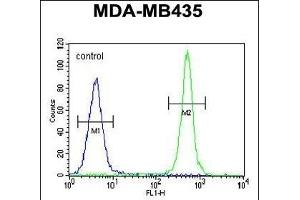ALKBH6 Antibody (Center) (ABIN655230 and ABIN2844835) flow cytometric analysis of MDA-M cells (right histogram) compared to a negative control cell (left histogram). (ALKBH6 antibody  (AA 116-145))