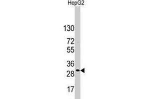 Western blot analysis of CD9 polyclonal antibody  in HepG2 cell line lysates (35 ug/lane). (CD9 antibody  (Internal Region))