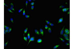 Immunofluorescent analysis of Hela cells using ABIN7164882 at dilution of 1:100 and Alexa Fluor 488-congugated AffiniPure Goat Anti-Rabbit IgG(H+L) (PCOTH antibody  (AA 50-100))