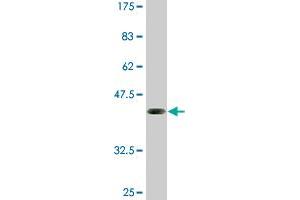 Western Blot detection against Immunogen (36. (ELF5 antibody  (AA 166-263))