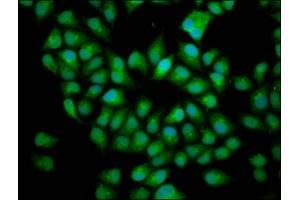 Immunofluorescence staining of Hela cells with ABIN7165140 at 1:166, counter-stained with DAPI.