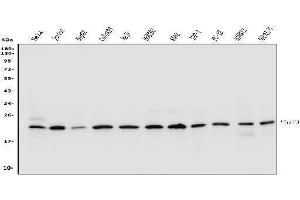 Western blot analysis of PTGES3 using anti-PTGES3 antibody (ABIN7599547).