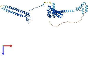 CDC37 Protein (AA 1-379) (His tag)
