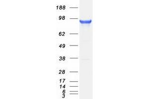 Validation with Western Blot (PIK3AP1 Protein (Myc-DYKDDDDK Tag))