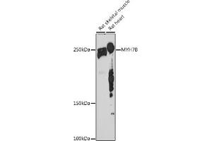 Western blot analysis of extracts of various cell lines, using MYH7B antibody (ABIN7268759) at 1:1000 dilution. (MYH7B antibody)
