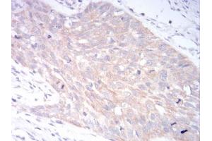 Immunohistochemistry (IHC) image for anti-Low Density Lipoprotein Receptor-Related Protein 1 (LRP1) (AA 20-155) antibody (ABIN5897030) (LRP1 antibody  (AA 20-155))