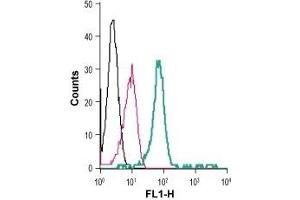 Cell surface detection of P2RX7 in live intact human THP-1 monocytic leukemia cells: (black line) Cells. (P2RX7 antibody  (Extracellular) (FITC))