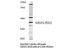 Western blot (WB) analysis of GAS41 antibody in extracts from raw264. (GAS41 antibody)