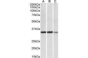 ABIN4902693 (0. (Lactate Dehydrogenase A antibody)