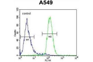 Flow cytometric analysis of A549 cells using CD85h / LILRA2 Antibody (Center) Cat. (LILRA2 antibody  (Middle Region))