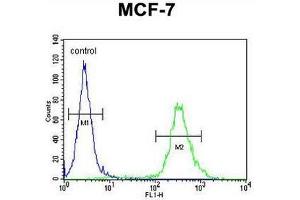 CI150 Antibody (N-term) flow cytometric analysis of MCF-7 cells (right histogram) compared to a negative control cell (left histogram).